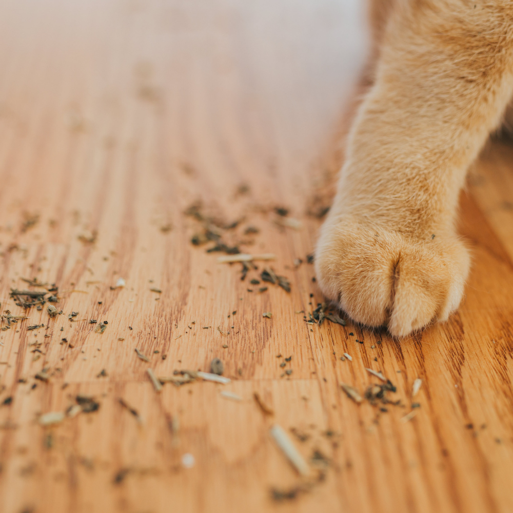 Catnip - Imagen 3