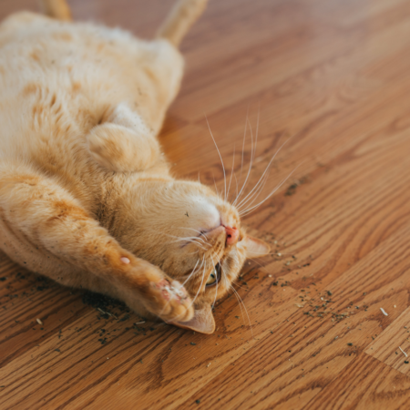 Catnip