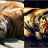 Gatos que parecen tigres