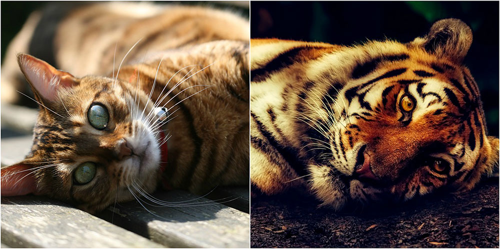 Gatos que parecen tigres