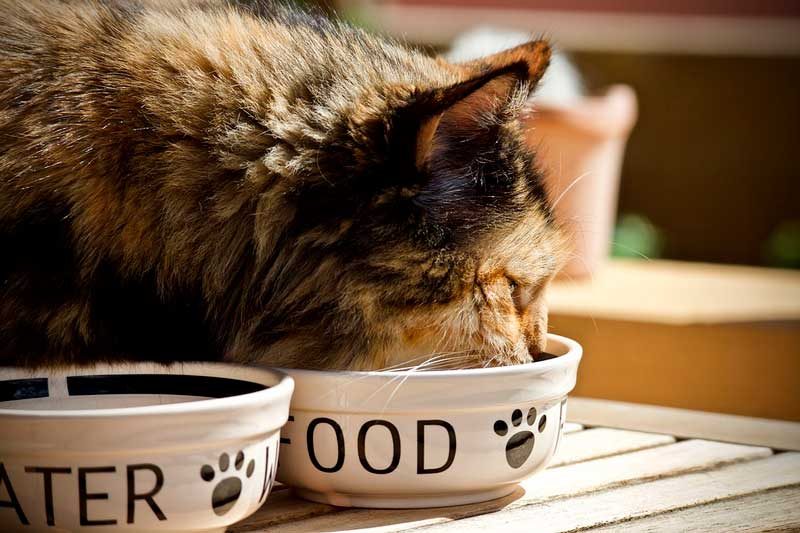 ¿Qué comen los gatos? Consejos para una buena nutrición
