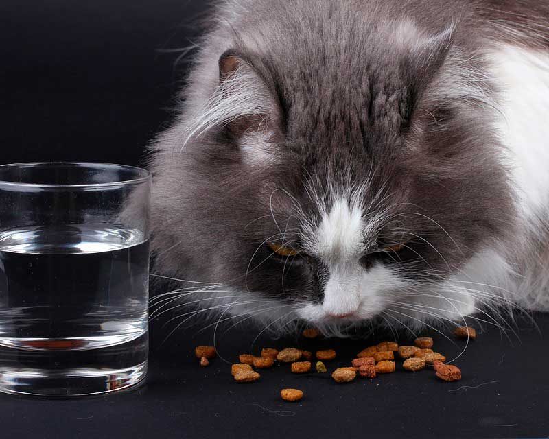 ﻿¿Por qué les cambié la comida a mis gatos? 4 Tipos de alimentos que podemos brindar a nuestro gato