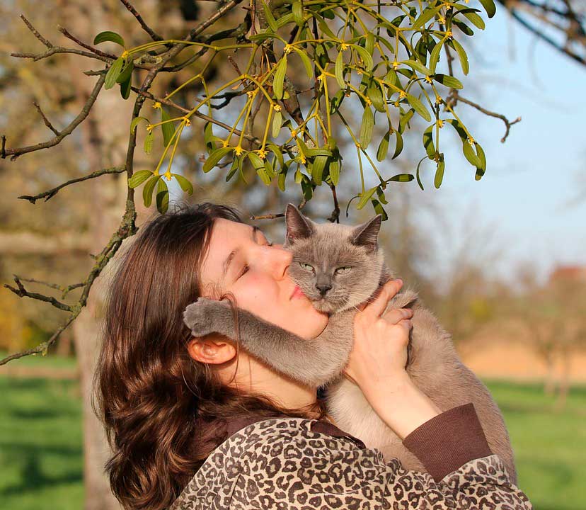 Los Gatos como Mascotas y los 4 beneficios de tenerlos en casa