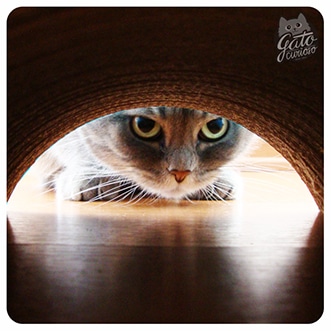 Datos Curiosos sobre Gatos Curiosos