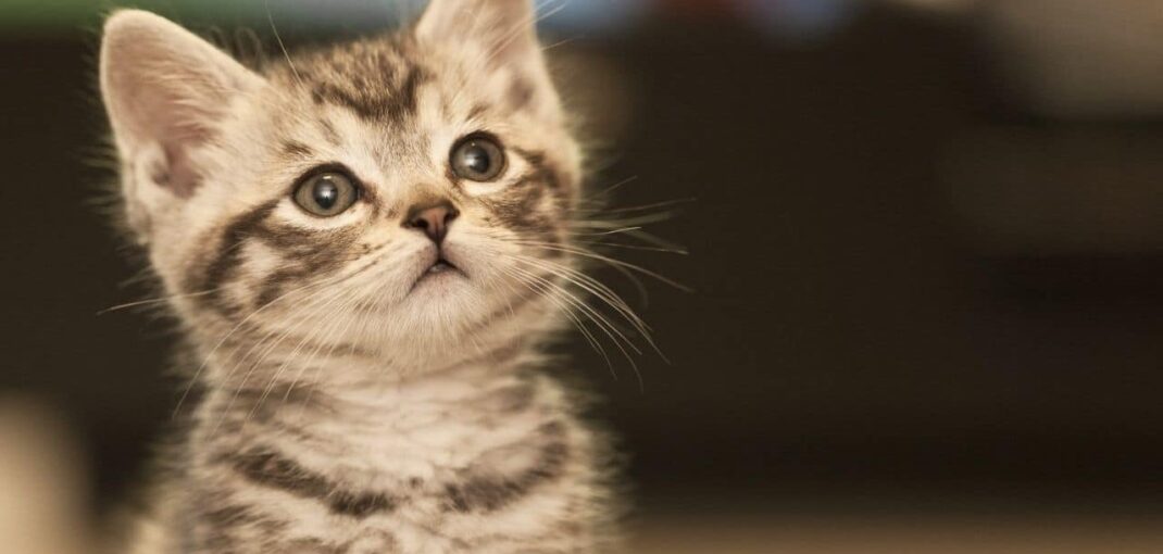 ¿Por qué los gatos maúllan para comunicarse con los humanos?