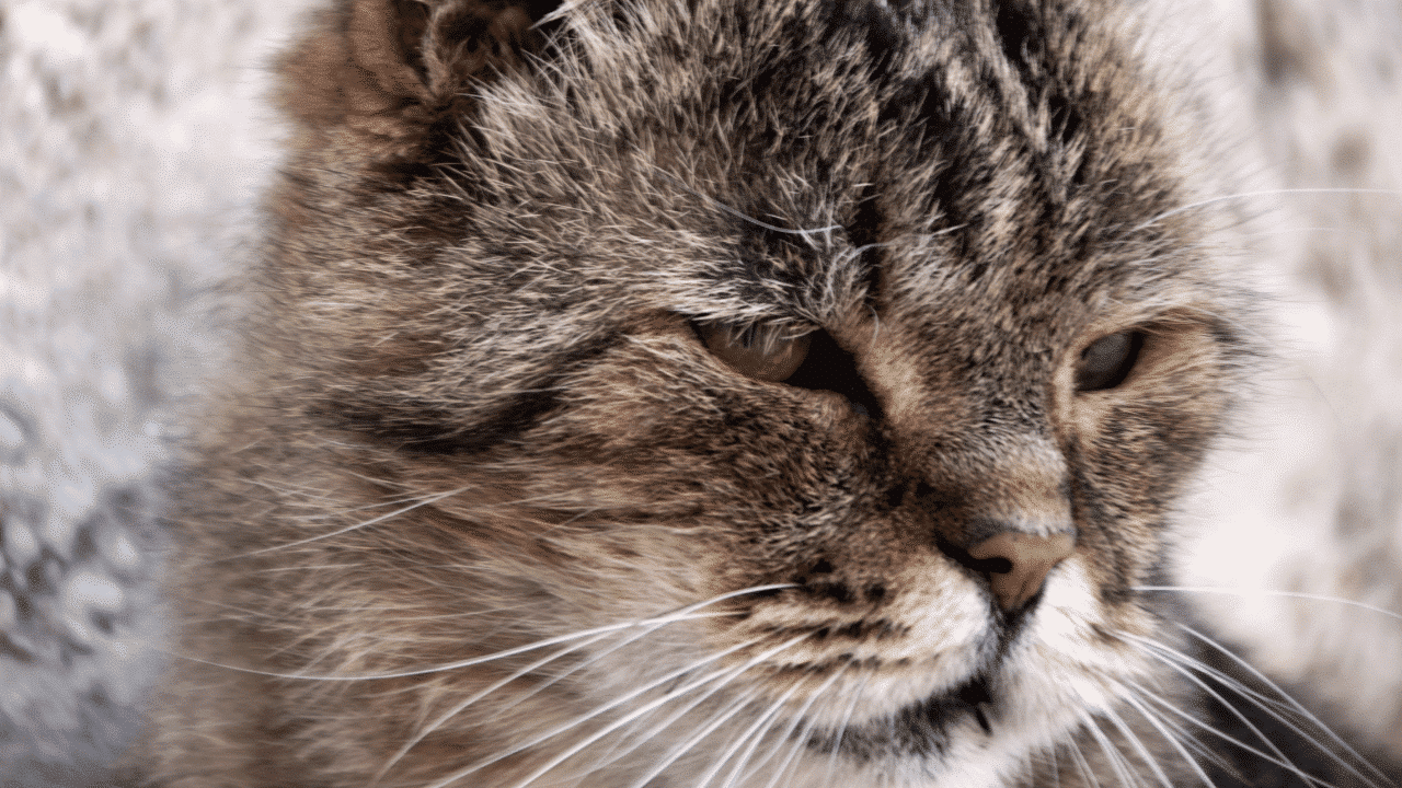Soñar con gatos agresivos: ¿Cuál es su significado?