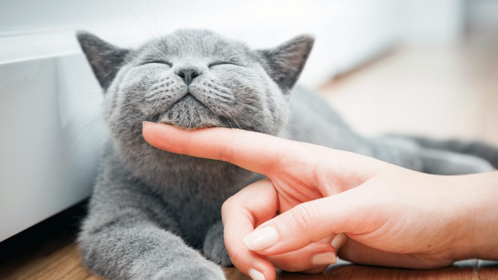 Para qué sirven los bigotes de los gatos
