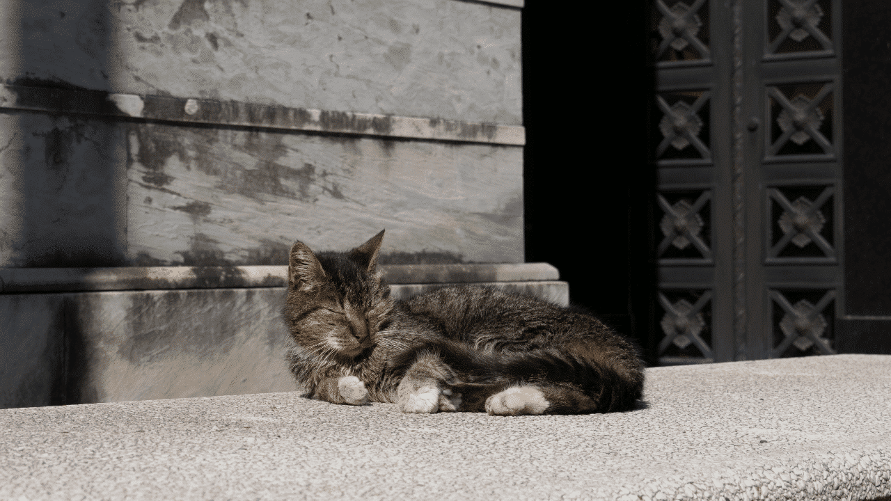 ¿A los cuántos días los gatos abren los ojos?
