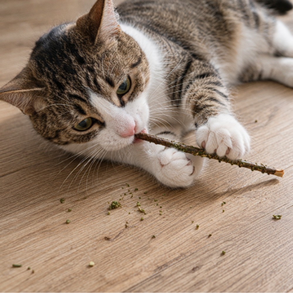 Palitos de Matatabi con Catnip - Imagen 3